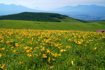 霧ヶ峰高原に咲くニッコウキスゲ