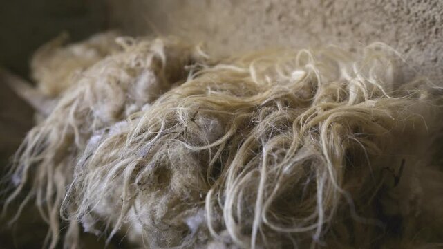 A close-up of freshly sheared wool, highlighting its natural texture and color. The wool is piled on a surface in a rustic setting.