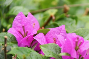 Vibrant bougainvillea with brightly colored bracts in shades of purple, magenta, and red. Ideal for...