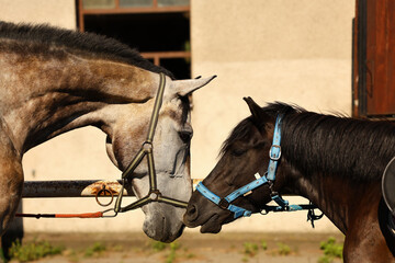 horse in the stable