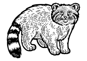 manul pallas's cat sketch engraving PNG illustration. Scratch board imitation. Black and white hand drawn image.
