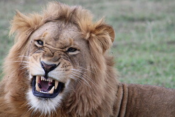 Lion Roaring