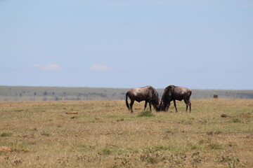 Wildebeests Grazing in Field 