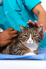 Naklejka premium Close up of human hands stroking a cat