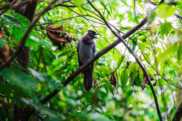 A Violaceous Jay, also known as Chara violacea, perched on a branch amidst lush green forest foliage