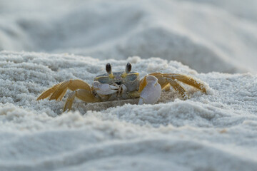 crab on the beach