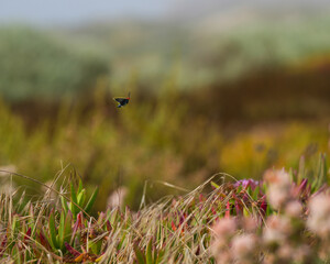 A red-shouldered Ctenucha (Ctenucha rubroscapus) moth flying over native plants near Morro Bay, California.