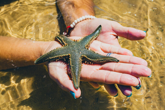 woman hands holding a starfish on ria formosa beach in algarve during the summer vacations