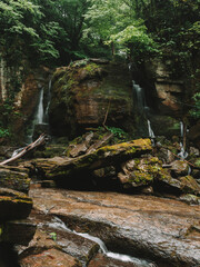 wild forest , waterfall and river