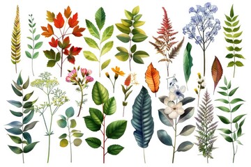 Fototapeta premium A collection of various leaves and flowers on display