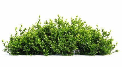 Obraz premium A pile of green plants on a white surface, suitable for use in illustrations or product design