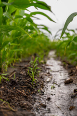 Low angle view between corn rows after an intense rainstorm with standing puddles of water. 