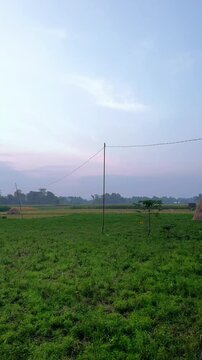 The view of the serene ulam raja fields