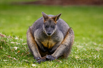 Swamp wallaby 