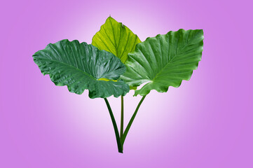 Close up. Giant taro leaf isolated on purple background