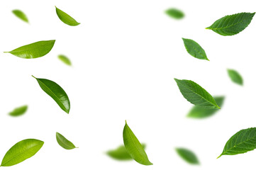 Falling green leaves isolated on white