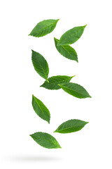 Falling green leaves isolated on white background