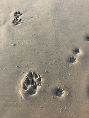 Paw prints in the sand