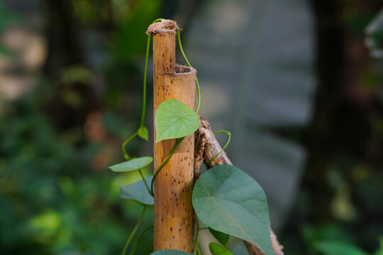 Cyclea peltata plants and leaves climbing in the bamboo, Cyclea peltata climbing shrub, Patha or Indian moon-seed