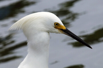 garça-branca-pequena no detalhe com algo  entalado em sua garganta.