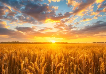 Golden Wheat Field Sunset with Dramatic Clouds