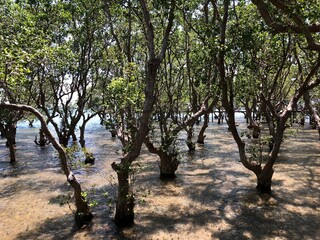 Mangrove Forest in Talabong Mangrove Park Bais City Philippines Photo