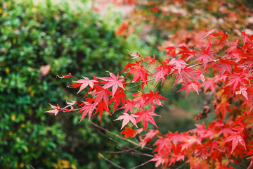 A temple where the surrounding area is painted in vibrant red autumn leaves【Chogakuji Temple】