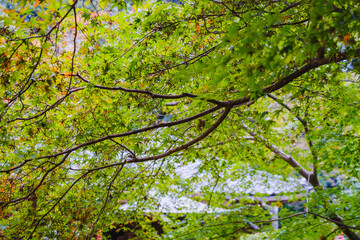A temple where the surrounding area is painted in vibrant red autumn leaves【Chogakuji Temple】