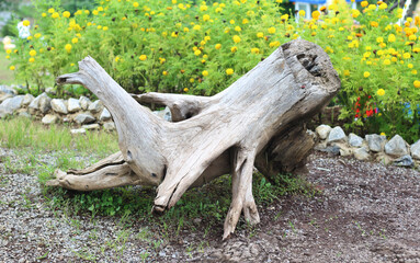 piece of wood tree stump