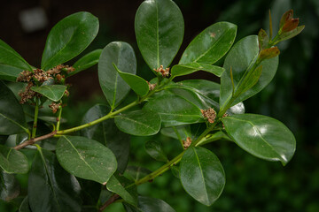Dry strawberry tree flower and green leaves.
