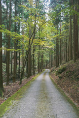 A temple with beautiful autumn foliage nestled deep in the mountains of Kyoto【Amidaji Temple】