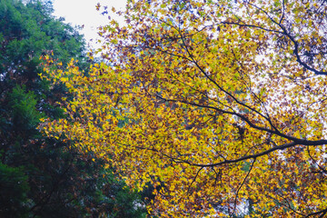 A temple with beautiful autumn foliage nestled deep in the mountains of Kyoto【Amidaji Temple】