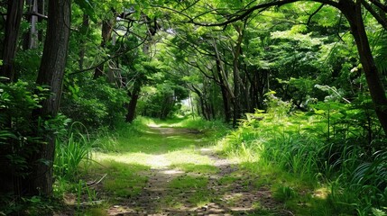 Fototapeta premium Natural dorest of woods with sunbeams through fog and leaves branch create mystic atmosphere. natural green beech forest in the morning light. busy forest with wood tree