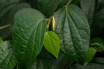 Pepper plant black and green leaves.