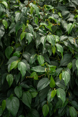 Pepper plant black and green leaves.