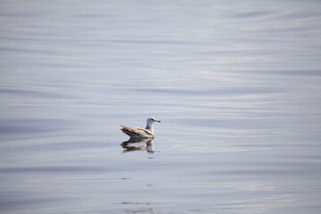 California sea gull swimming on still ocean water, Monterey, California