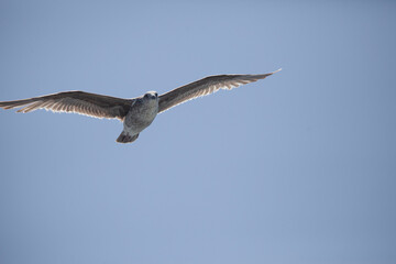 California sea gull in flight, blue sky, Monterey, California