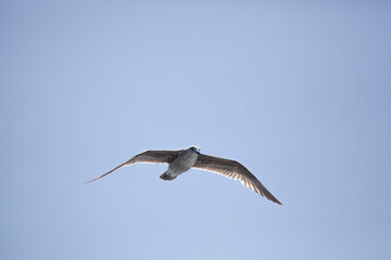 Obraz premium California sea gull in flight, blue sky, Monterey, California