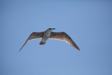 California sea gull in flight, blue sky, Monterey, California