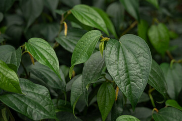 Pepper plant black and green leaves.