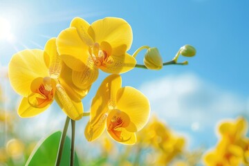 Fototapeta premium Orchids in a sunny meadow, ideal for travel or nature-themed projects