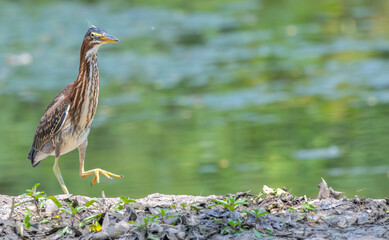 Green heron walking over a jagged boulder, a lake in the background.