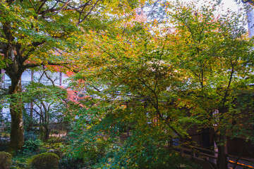 A famous spot for viewing autumn leaves in Kyoto【Sanzen-in Temple】