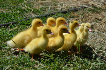 Little yellow ducklings on the street selective focus