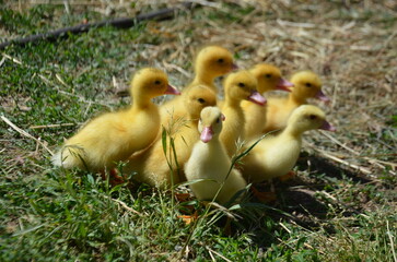 Little yellow ducklings on the street selective focus