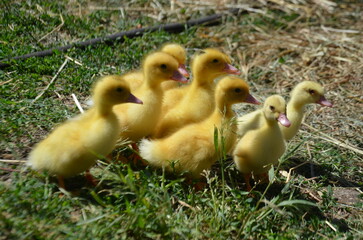 Little yellow ducklings on the street selective focus