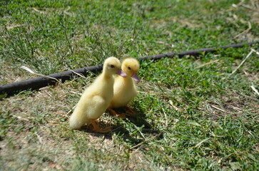 Little yellow ducklings on the street selective focus