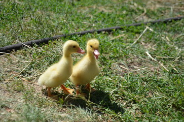 Little yellow ducklings on the street selective focus