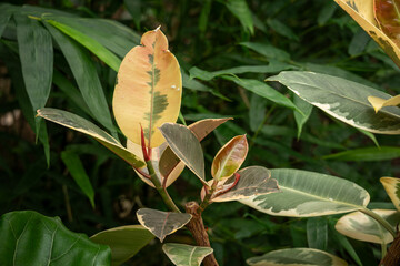 Beautifully colored ficus leaves in the winter garden.