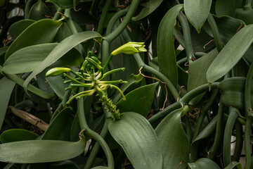 Closed true vanilla flower and green leaves.